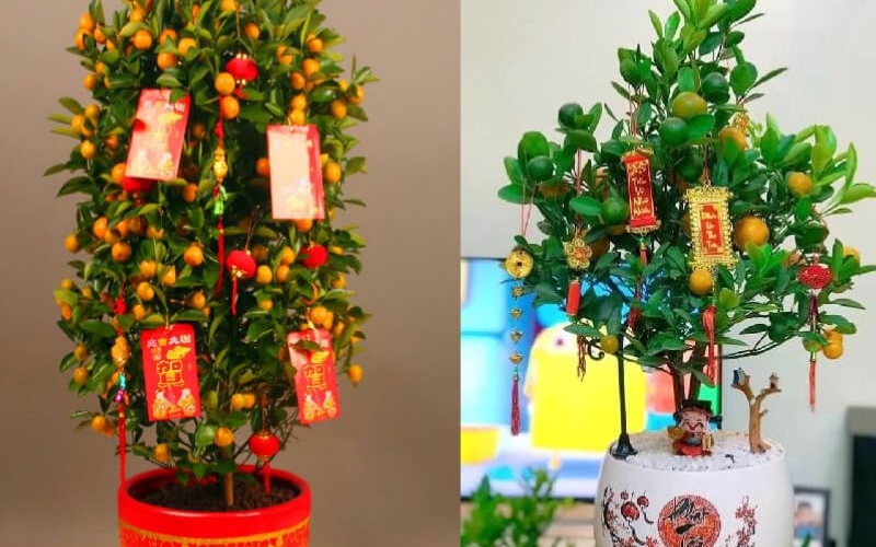 Świąteczne dekoracje – drzewka kumkwatowe