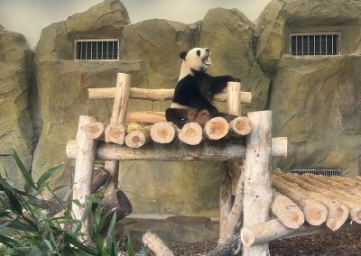 Rezerwat Pand w Chengdu